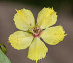 Lanceleaf loosestrife